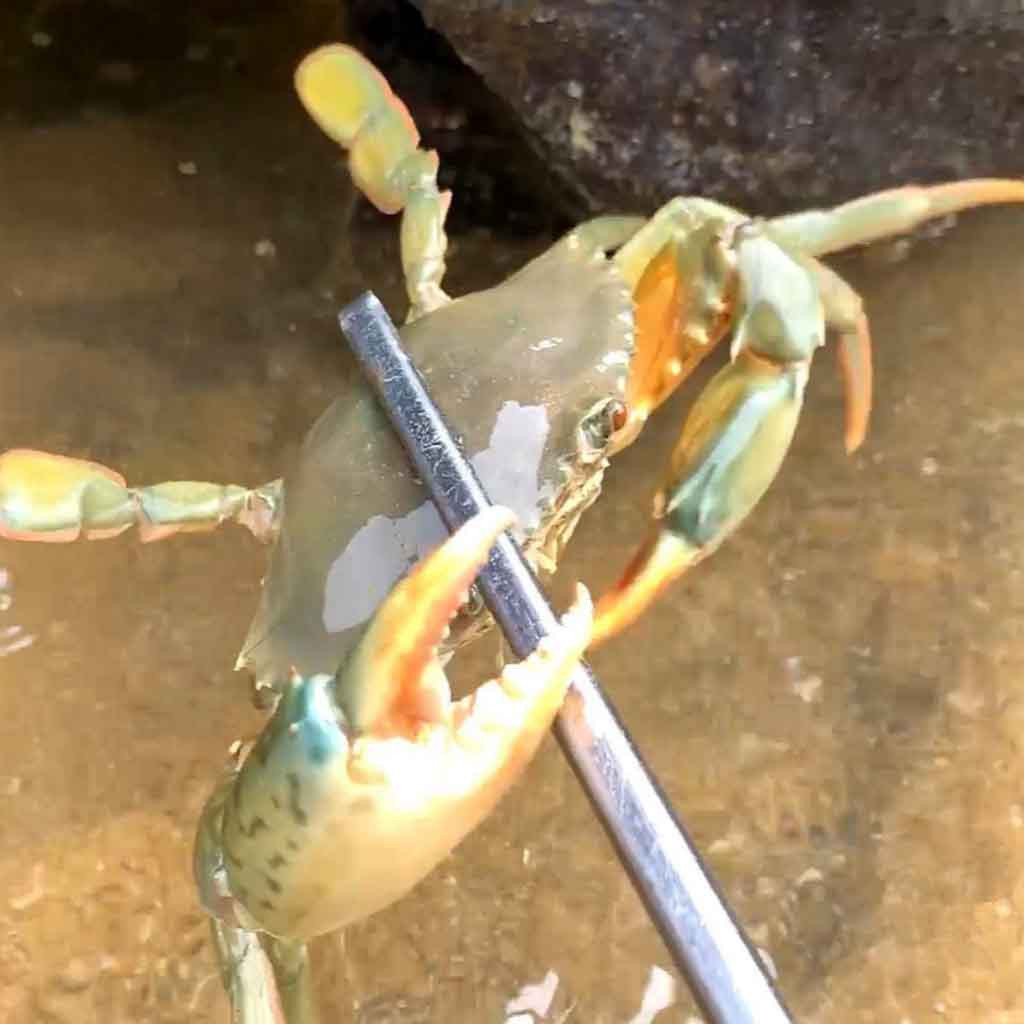 Reinforced Multi-function Clip Anti-slip Tool Clip Sea Crab Artifact Crab Tongs Kitchen Gadget Crab Tongs