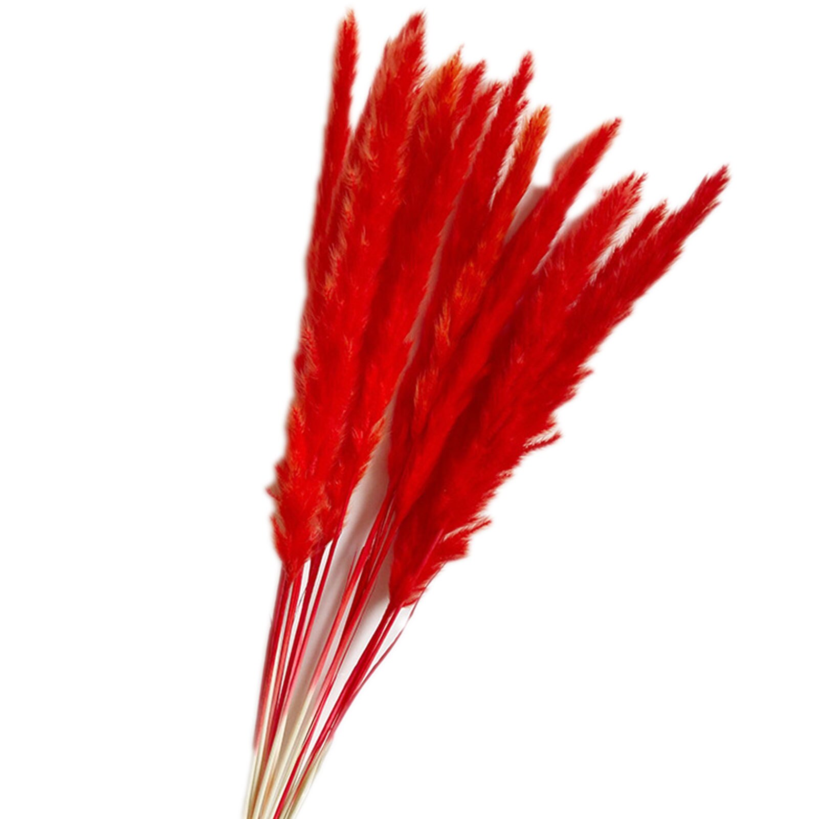 Roseaux séchés naturels de , 15 pièces, pour décoration de mariage, maison, DIY bricolage, 100% naturel, durée de conservation de plus d'un an: Red