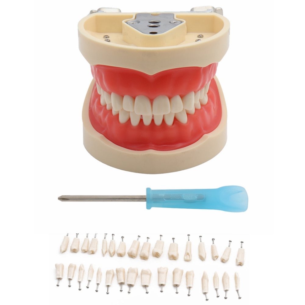 Dental Teaching Model Teeth Model Standard Model with 32 Screw-in Teeths Demonstration Soft Gum