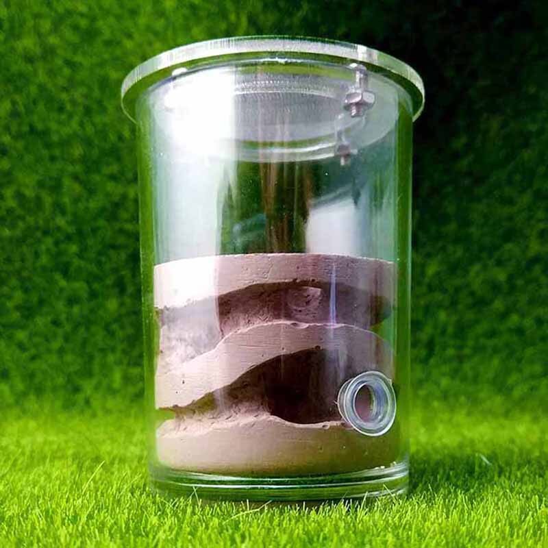 Stort Maur Akvarium - 13x6.7cm Akryl Lokk - Gips Rede - Kæledyr Maur Slott