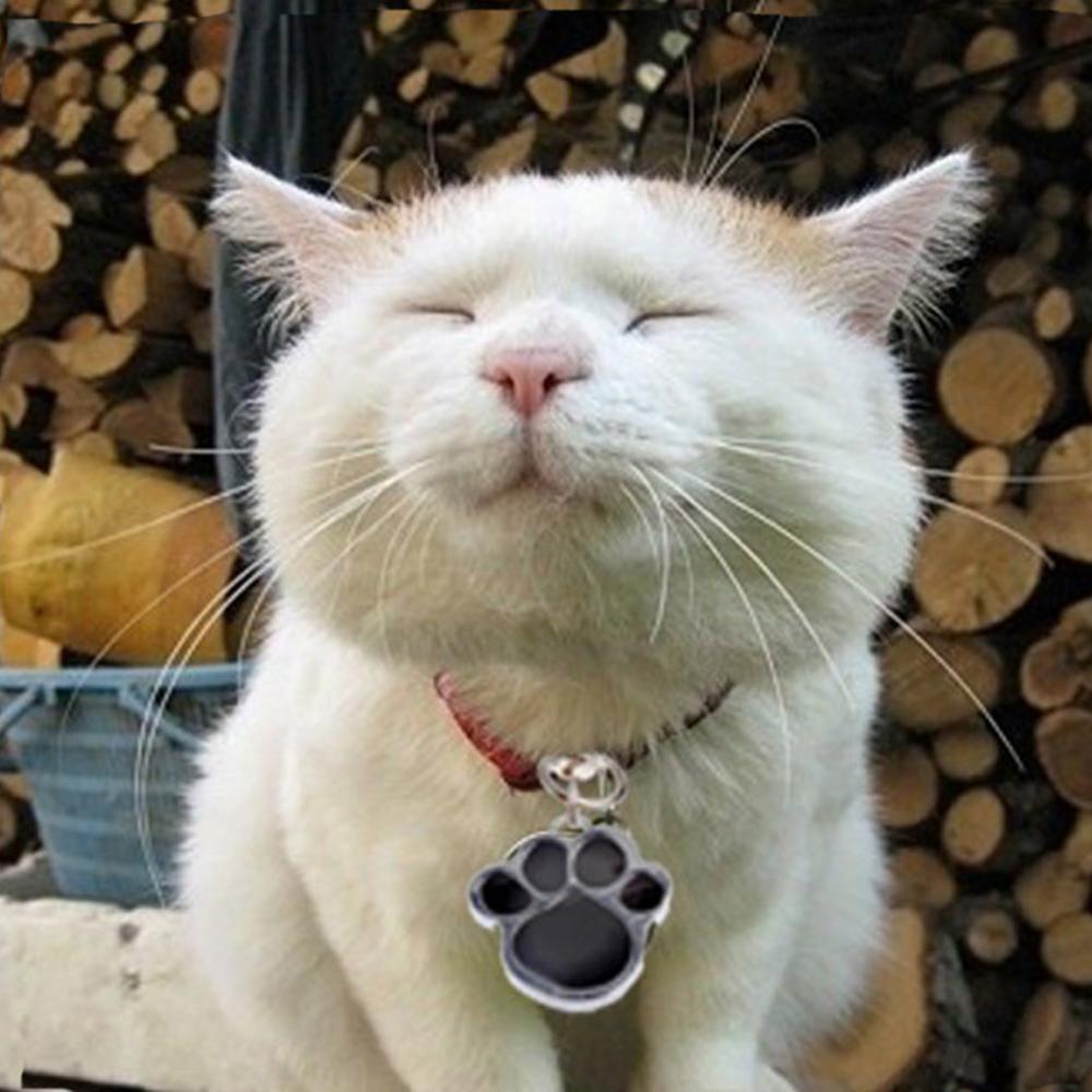 80% Offres Spéciales! Collier à breloques Anti-perte pour chien, chiot, chat, étiquette d'identification, pendentif, accessoires pour animaux de compagnie