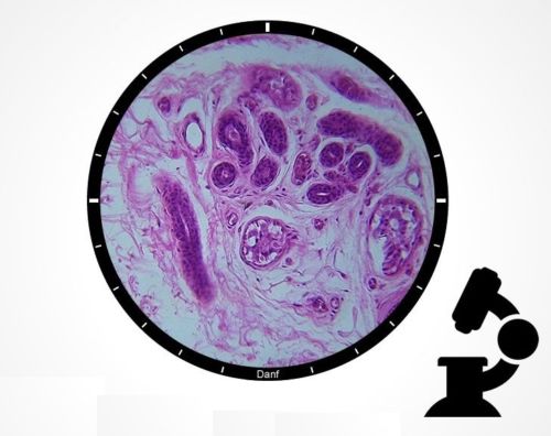 5PCS Biological Microscope Human Sweat Gland Specimen Selected Prepared Glass Slides Microscopio Accessories Glass Slice