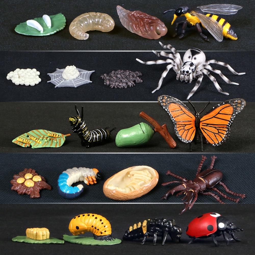 Simulation Animals Growth Cycle ButterflyLadybug Chicken Life Cycle Figurine Plastic Models Action Figures Educational Kids Toy