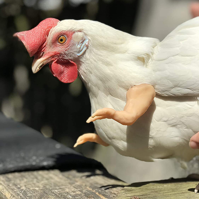 Braccia per pollo decorazione per animali domestici giocattolo per polli da compagnia