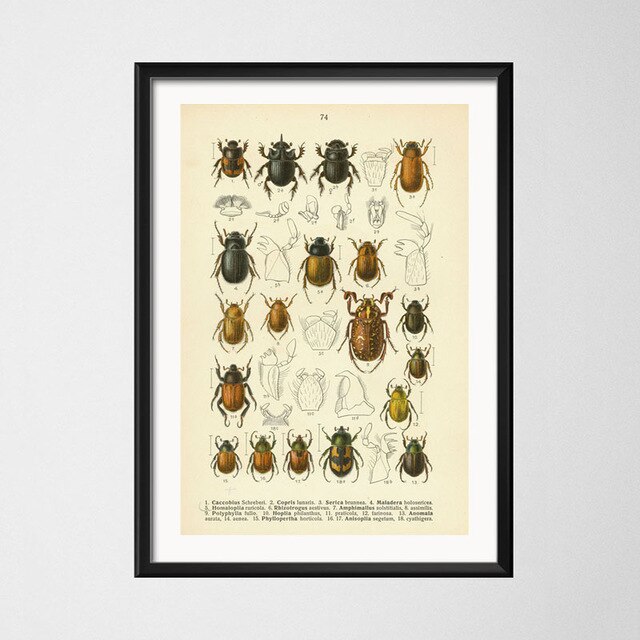Vintage style toile peinture affiche insecte spécimen peinture de décoration Kraft papier affiche pas de cadre