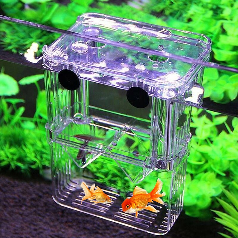 Aquarium auto-flottant pour poissons, boîte d'élevage de Guppy, couveuse en acrylique, Isolation de l'éclosion