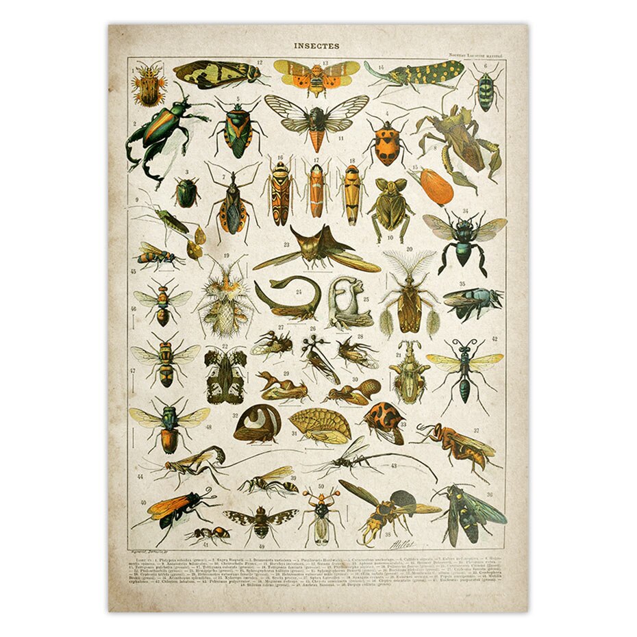 Buttferflies Vintage Poster Bees Insects Birds Plumes Feathers Eggs Wall Art Posters and Prints Adolphe Millot Kraft paper