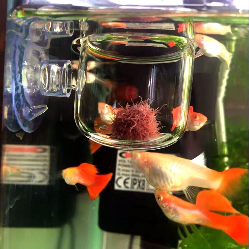 Red Worm Feeder Clear Acrylic Plastic Suction Feeding Cup Fish Tank Shrimp Aquarium Decoration