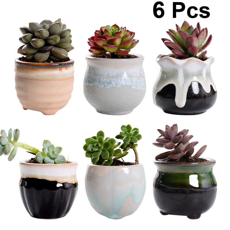 Ananasplant - Ananas Comosus - P12 kopen
