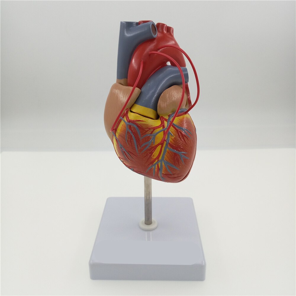 Wetenschappelijke Hart met Bypass Levensgrote Anatomisch Model Anatomie