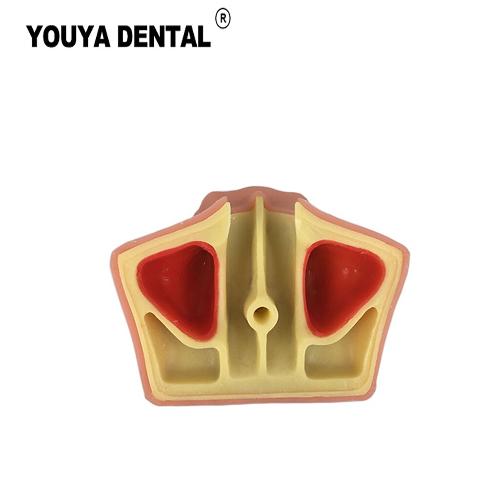 Teeth Implant Practice Model Maxillary Sinus Tooth Implant Model For Dentist Student Training Teaching Material