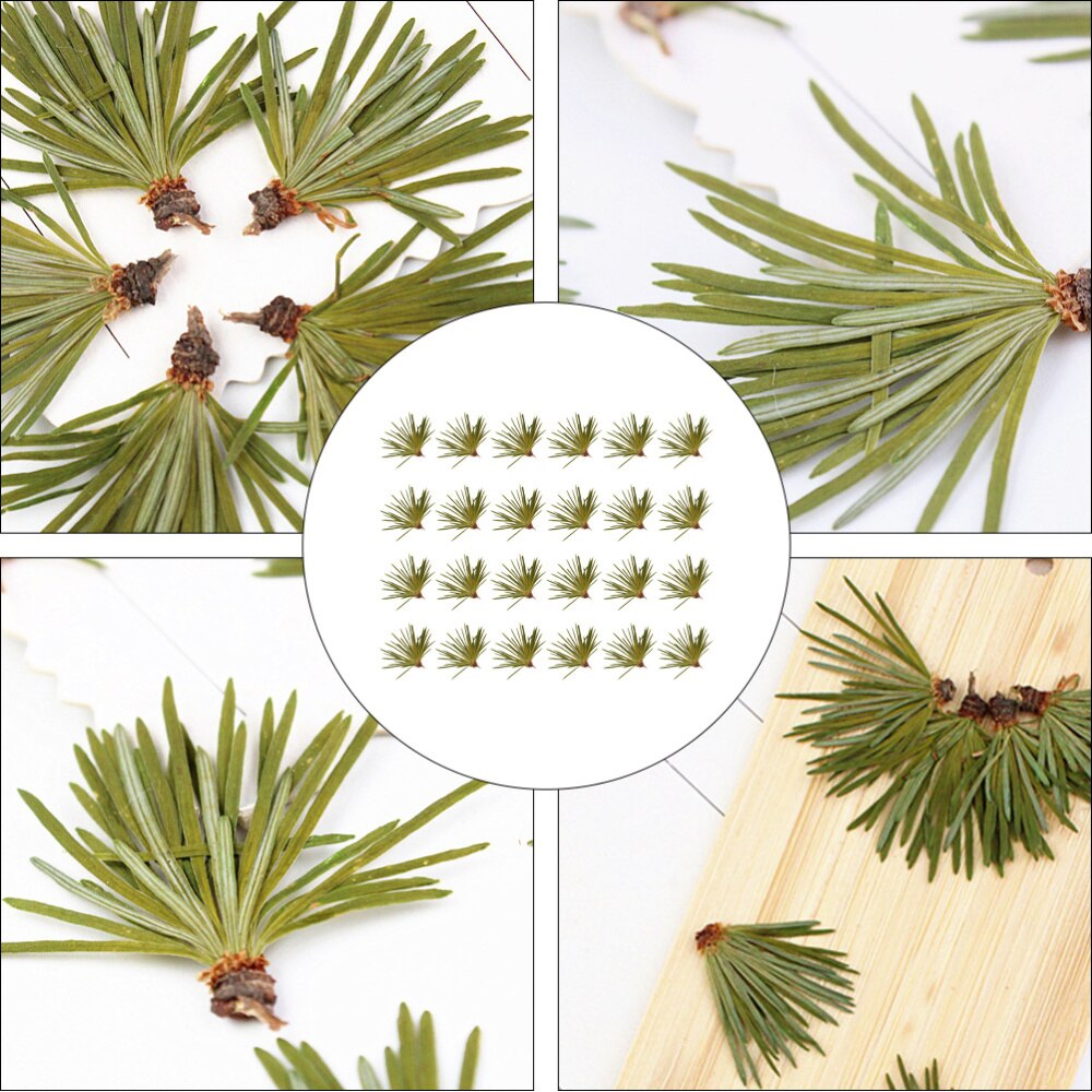 24Pcs Mooie Natuurlijke Groene Plant Sample Dennennaalden Bladeren Diy Ambachten Handgemaakte Accessoires Voor Hetel Telefoon Case Home