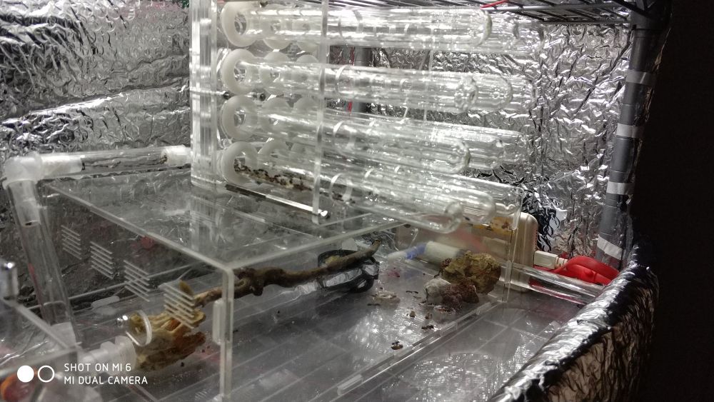 Mier Acryl Nest Boerderij Huisdier Insect Mierennesten Villa Huisdier Huis Verlengen Actieve Zone Transparante 6 Size Voor Student Wetenschappelijke klasse Gebruik