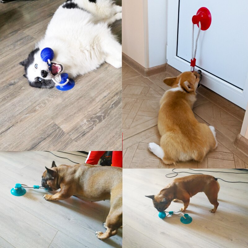 Hundelegetøj kæledyr hvalp interaktiv sugekop push tpr kuglelegetøj molar bid legetøj elastiske reb hunde tand rengøring tygge forsyninger