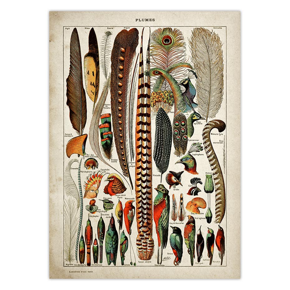 Buttferflies Vintage Poster Bees Insects Birds Plumes Feathers Eggs Wall Art Posters and Prints Adolphe Millot Kraft paper: Pink / 21x30cm No Frame