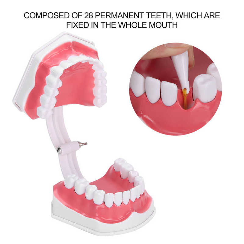 ENOVO 1.2x Dental Tooth Model – Human Oral Times Carving Guide, Teeth Teaching Model (Open Box)