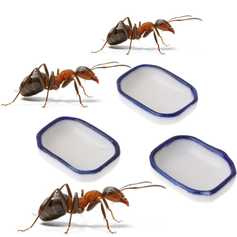 3 st myr gård mat matare insekt bo hus villa vatten mat matskål behållare myror leveranser