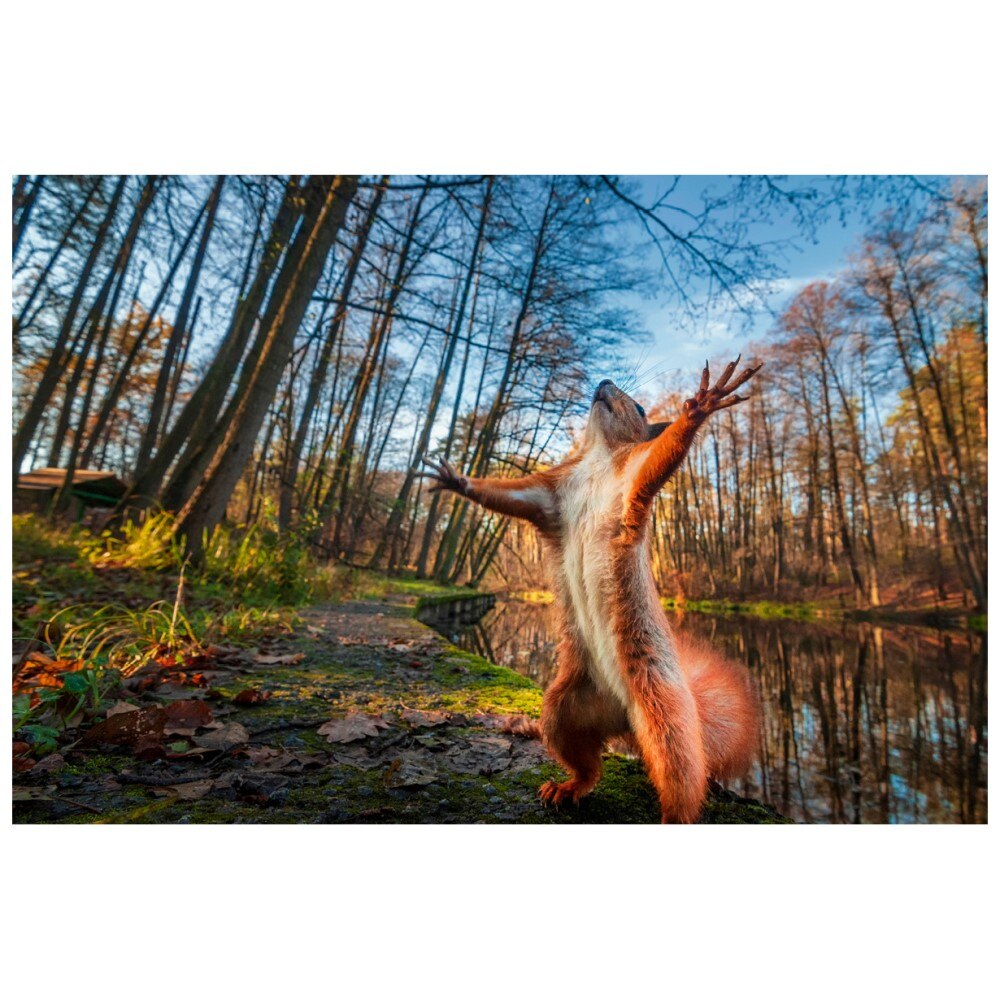 Puzzel Voor Volwassenen 1000 Pcs Wanddecoratie Home Decor: Squrrel