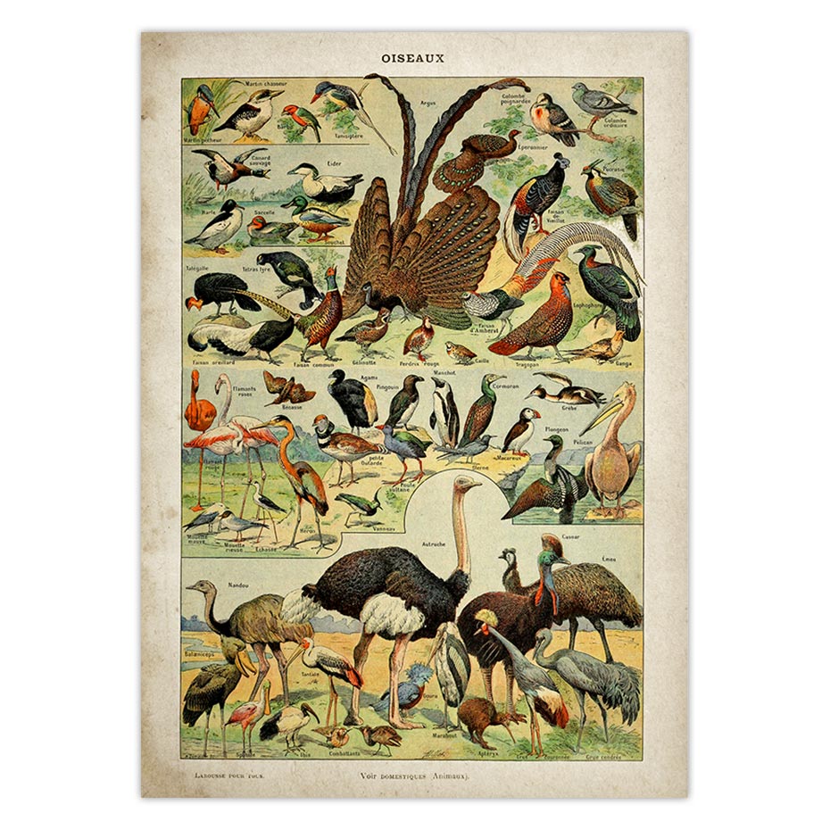 Buttferflies Vintage Poster Bees Insects Birds Plumes Feathers Eggs Wall Art Posters and Prints Adolphe Millot Kraft paper: Silver / 21x30cm No Frame