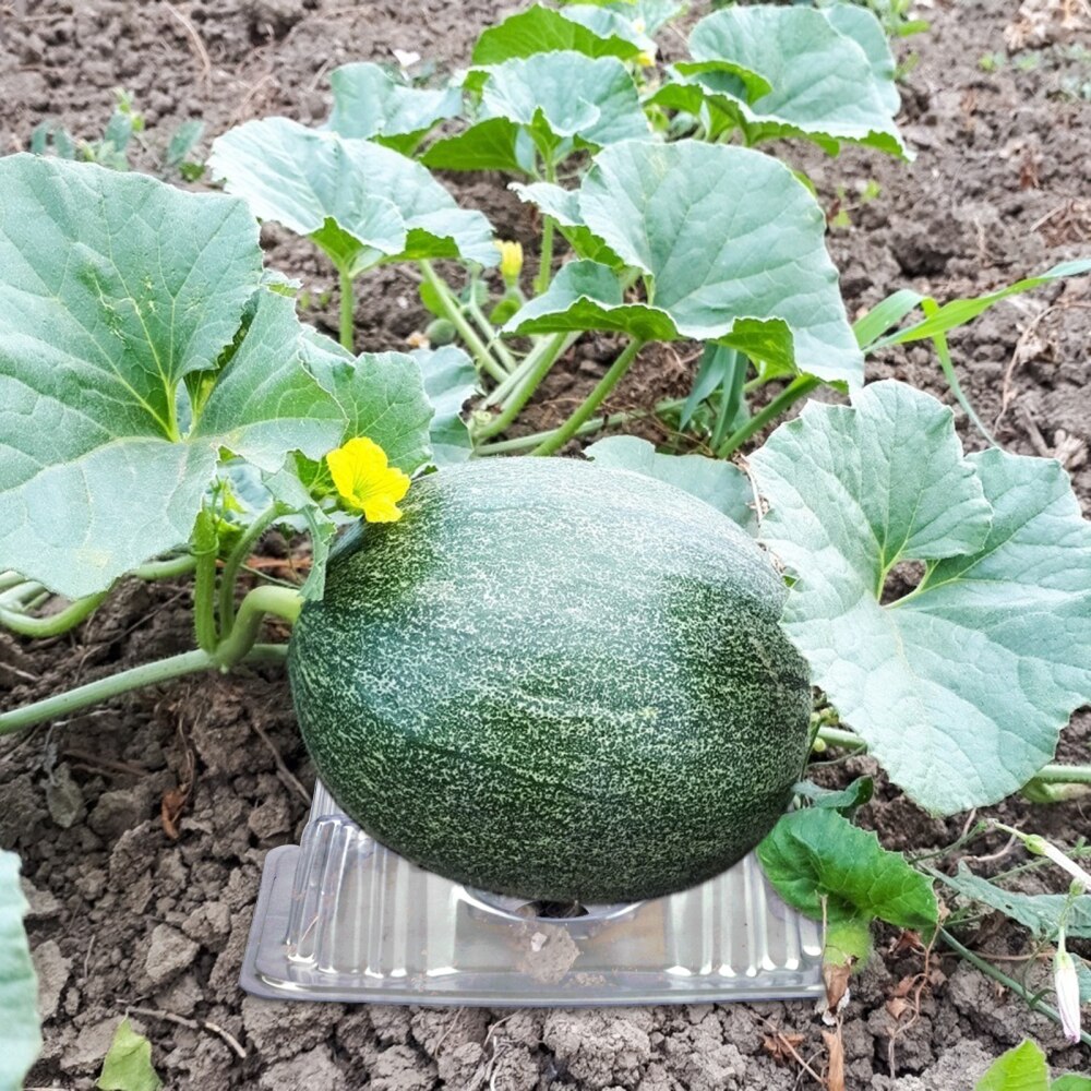 50pcs Plant Support Cradle Plastic Melon Watermelon Pumpkin Prevents Rotting Transparent Protector Cages Gardening Tools