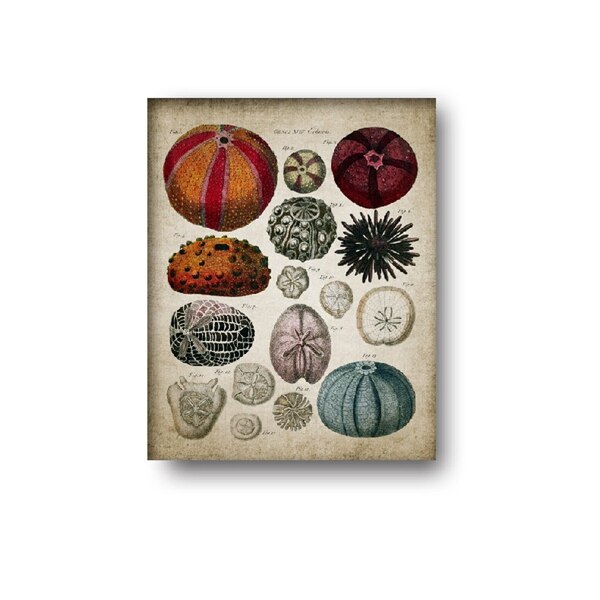 Cuadro de pared biológico de concha de estrella de mar, Retro océano, pintura Vintage, póster de papel Kraft: Blanco / 42x30cm No Frame