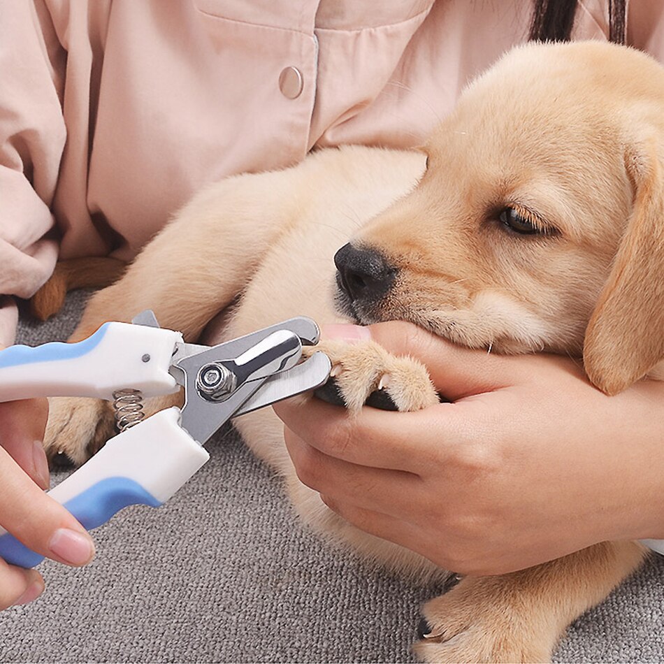 Prodotti per animali domestici, forbici per unghie per animali domestici, forbici per unghie in acciaio inossidabile per cani e gatti e tagliaunghie sono sicuri e affidabili