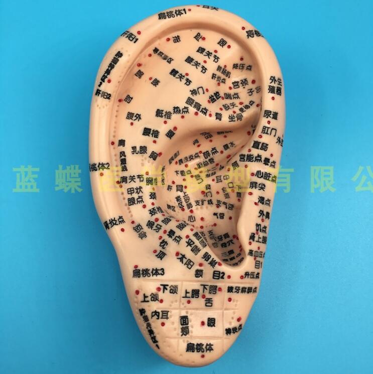 Modèle d'acupuncture auriculaire de 16CM, modèle de zone réflexe de l'oreille, modèle d'acupuncture Standard de la langue du méridien Central, modèle d'oreille de Massage