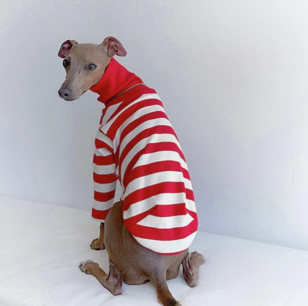 Bonito gola alta colorblock galgo italiano roupas de algodão estiramento filhote de cachorro roupas whippet/bellington médio cão roupas para animais de estimação