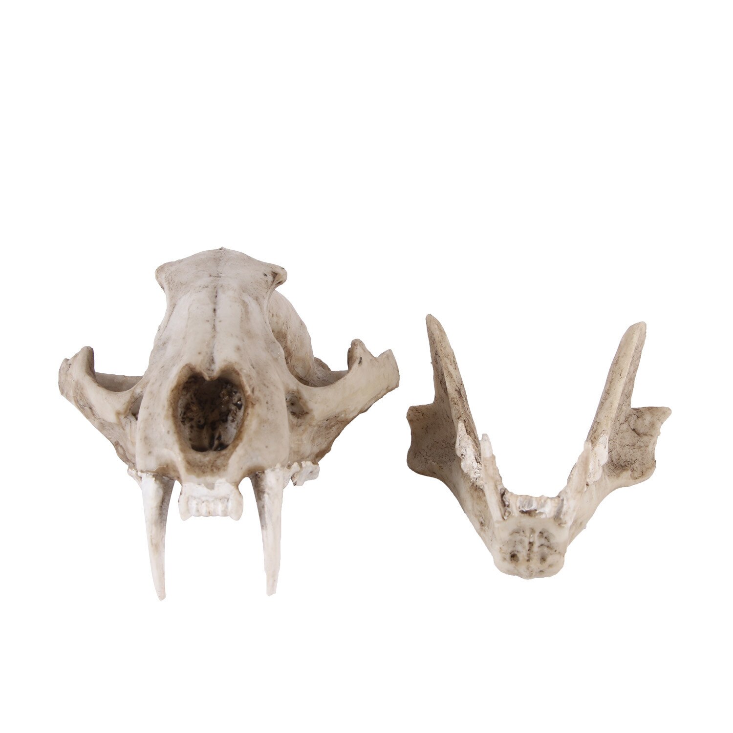 Żywica chmura lampart szkielet szkic praktyka nauczania w klasie akcesoria zwierząt Model czaszki