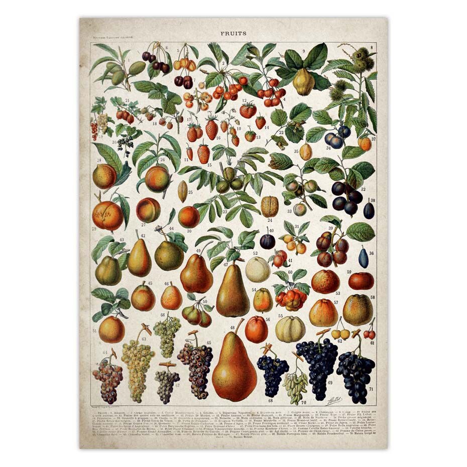 Vintage Adolphe Millot Encyclopedia Posters Butterfly Mushrooms Herbs Flowers Insect Classic Wall Stickers Vintage Poster: 42x30cm / Light Grey