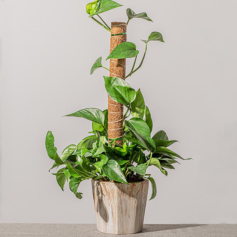 Enredaderas de plantas trepadoras Monstera, poste de musgo, soporte de plantas, Coir tótem de Coco, estacas para cultivar plantas, enrejados de vid de casa en maceta