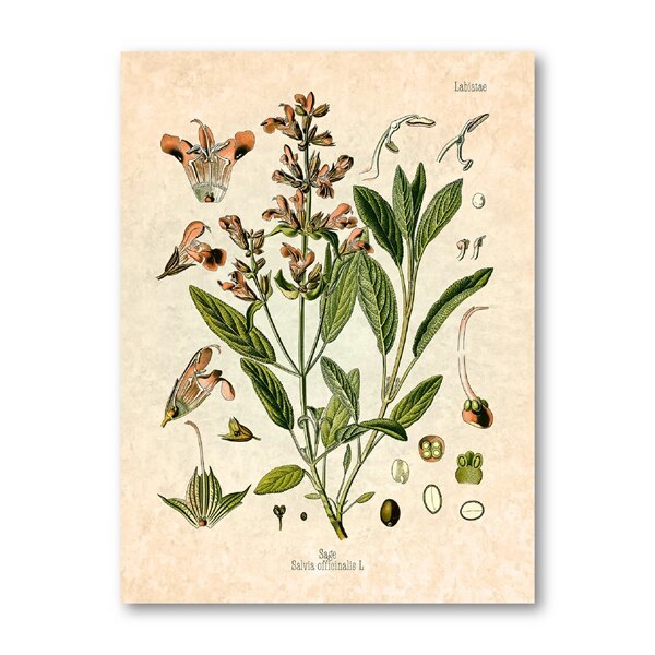 Krydderier urter print vintage botanisk plakat persille salvie rosmarin timian kulinarisk væg kunst billede maleri køkken indretning: Blå / 21 x 30cm uden ramme