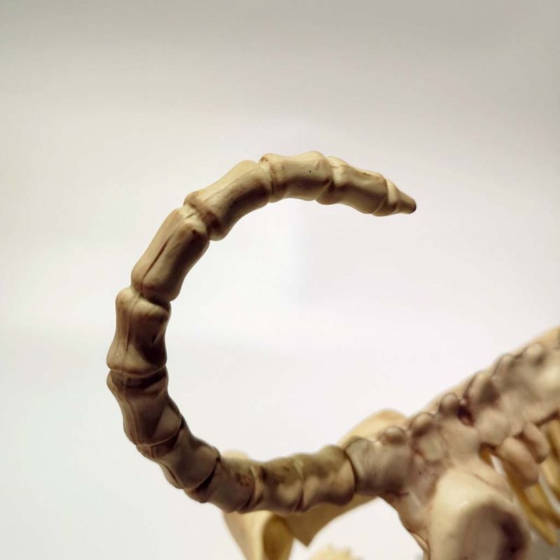 Halloween A Tema Partito Ornamenti Spaventoso in Piedi Scheletro canna Orribile infestato Casa disposizione di Scena Decorazione di oggetti di Scena