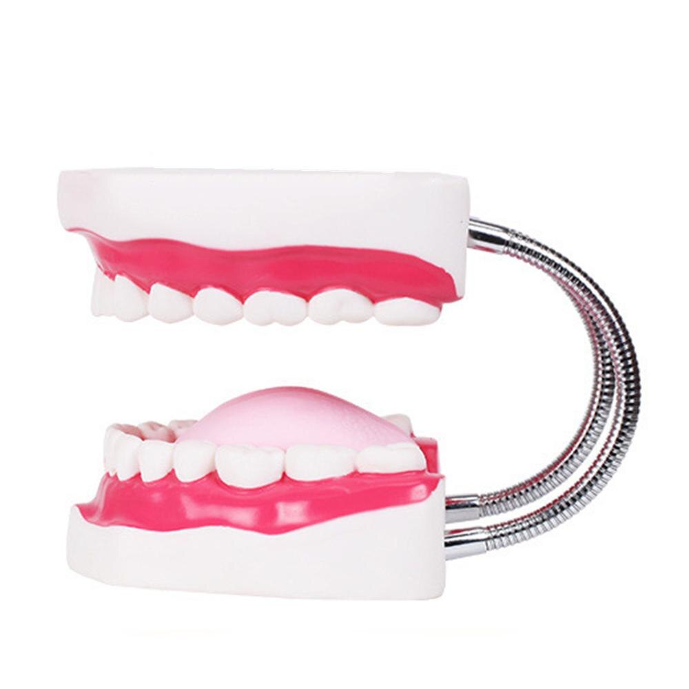 Dental Brushing Model with Tongue and Giant Denture Teaching Study Brushing Tooth Model Tools