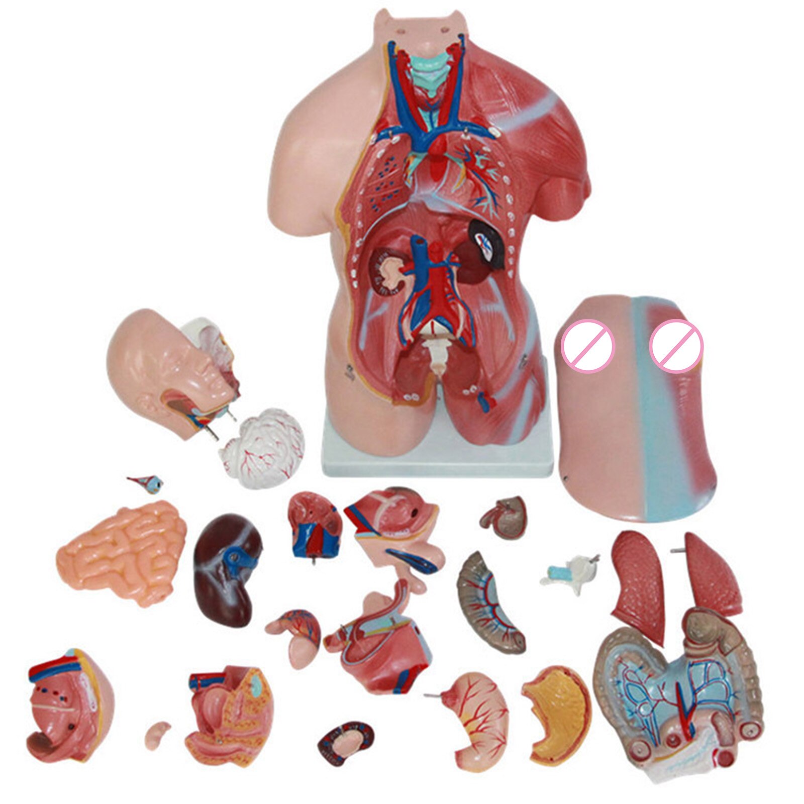 4d Anatomical Assembly Model Of Human Organs For T – Grandado