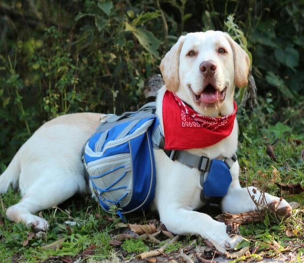 Hond Rugzak Waterdichte Verstelbare Nylon Huisdier Rugzak Hond Zadeltas Voor Grote Hond Wandelen Reizen Huisdier Accessoires S/ m/L