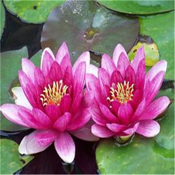 Más clics para entrar en la Planta flores fruta VIP cristal barro hidrogel suelo cristalino bonsai suelo cultivar bolas juguete de chico lotu: 5pcs-18