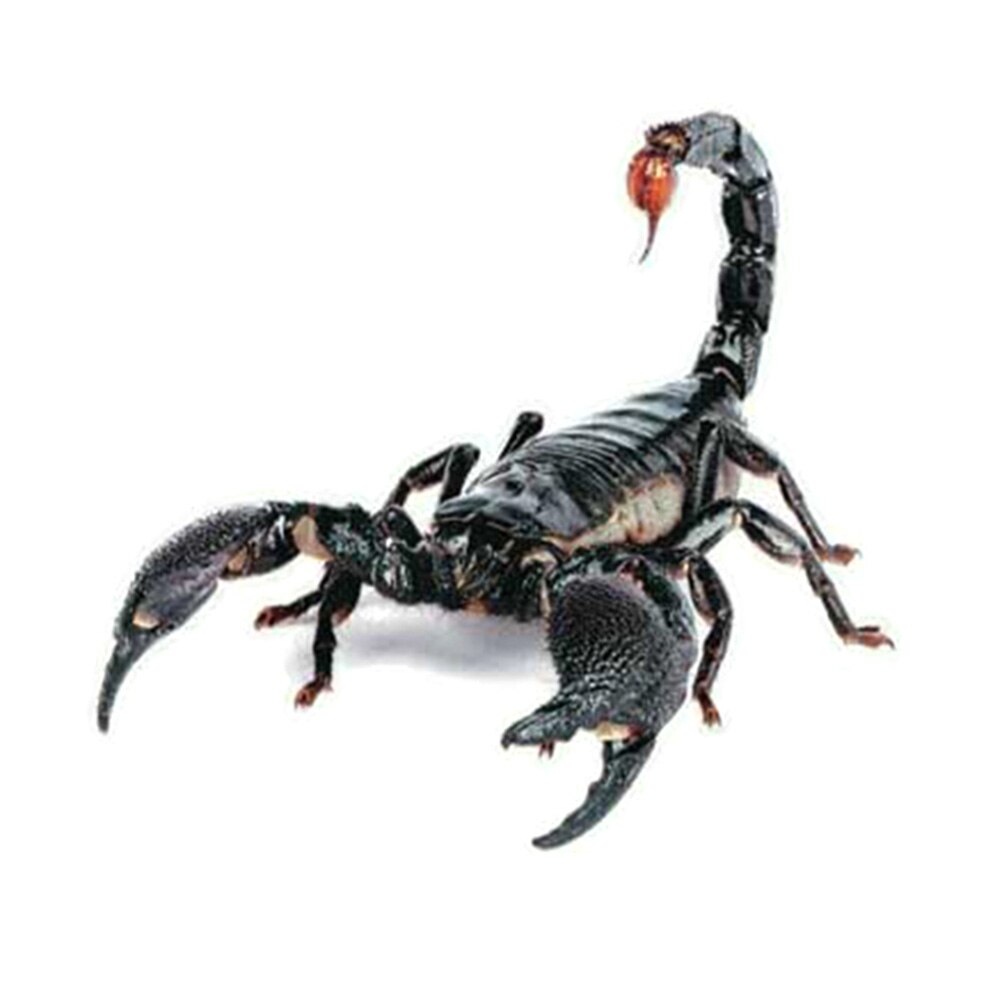 3D PVC Car Sticker Lizard Scorpion Spider Car Body Window Sticker Decal F-Best: Scorpion