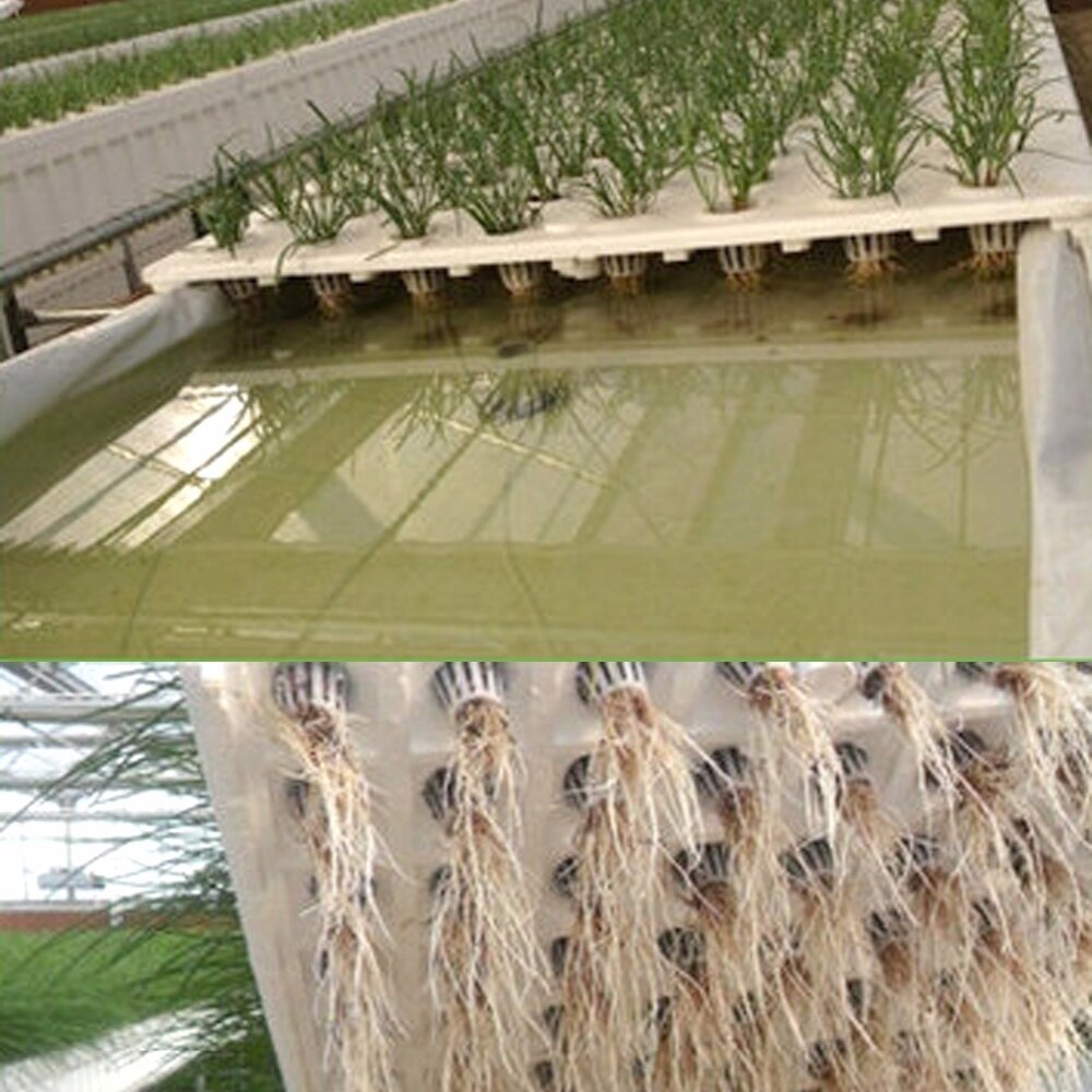 50 stk plante netkop og 50 stk cylindre svamp til hydroponisk frø startindsæt frø spire planteskoler