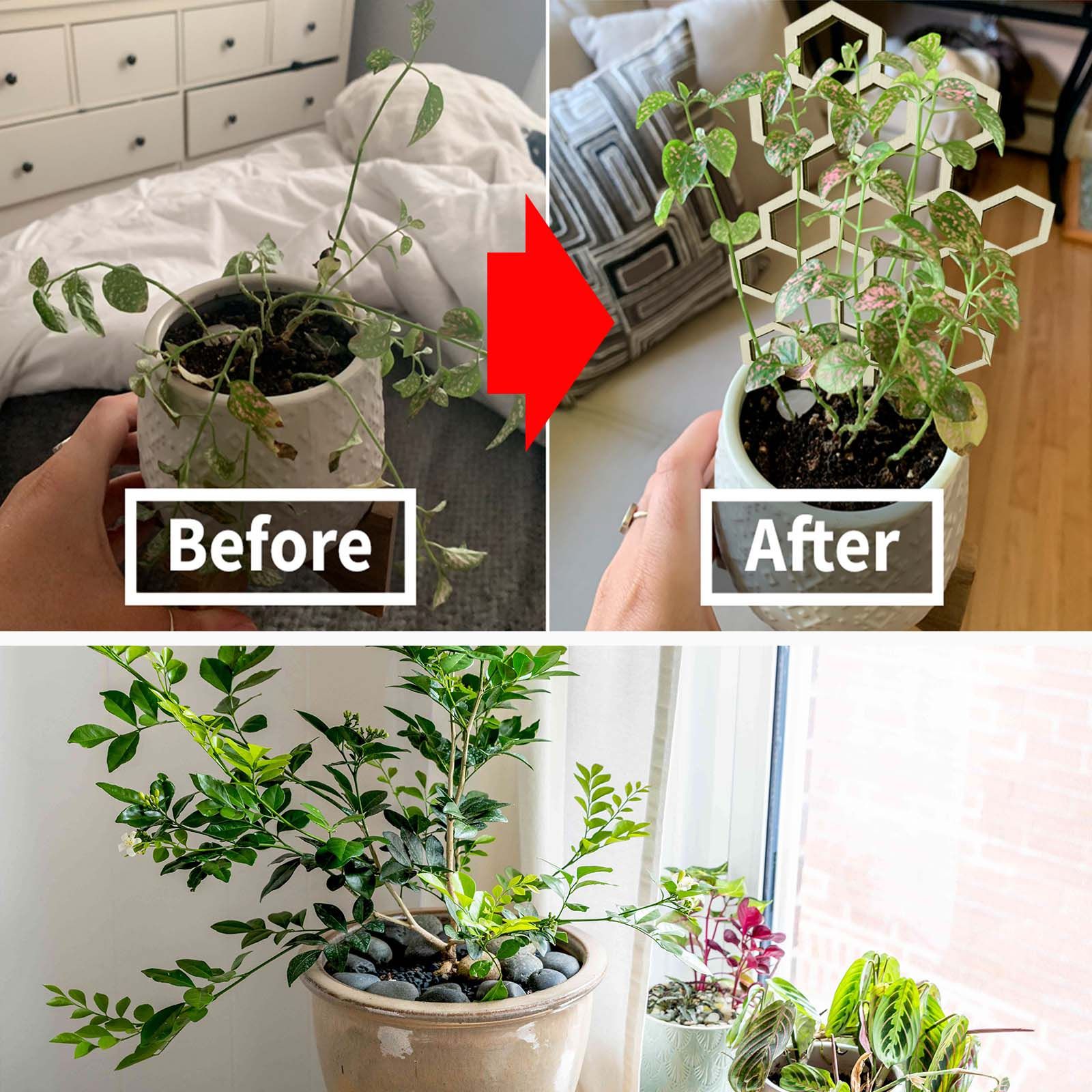 Potted Climbing Frame Wooden Honeycomb Leaves Shaped Plant Support Frame Climbing Flower Fixed Vines Plant Growth