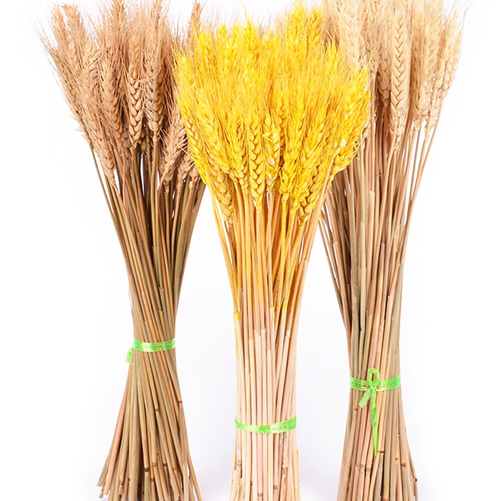 50Pcs/lot Real Wheat Ear Flower Natural Dried Flowers or Wedding Party Decoration DIY Craft Scrapbook Home Decor Wheat Bouquet