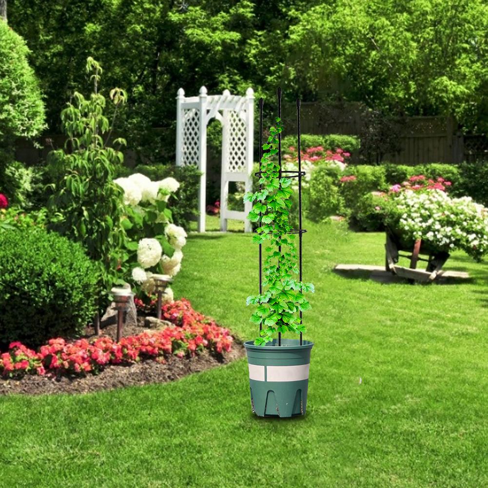 Garten Tomaten KäFeige Montiert Pflanze Rose Einatz Gemüse Spalier