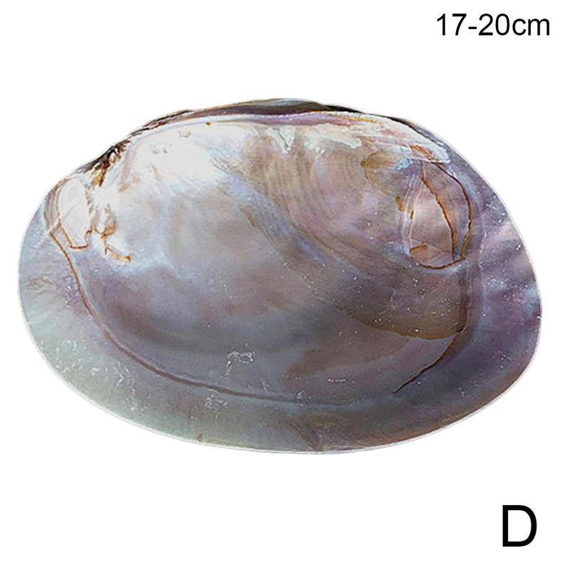 Concha de abulón Natural, conchas de mar grandes, decoración Náutica para el hogar, jabonera, bricolaje, paisaje para acuario, decoración de boda: D