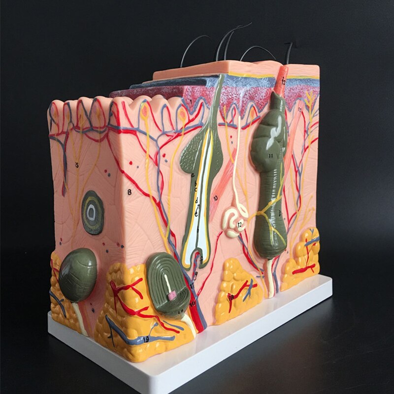 Enlarge Model Skin Layer Structure Model skin structure anatomy cosmetic training AIDS Human Skin and Hair Structure