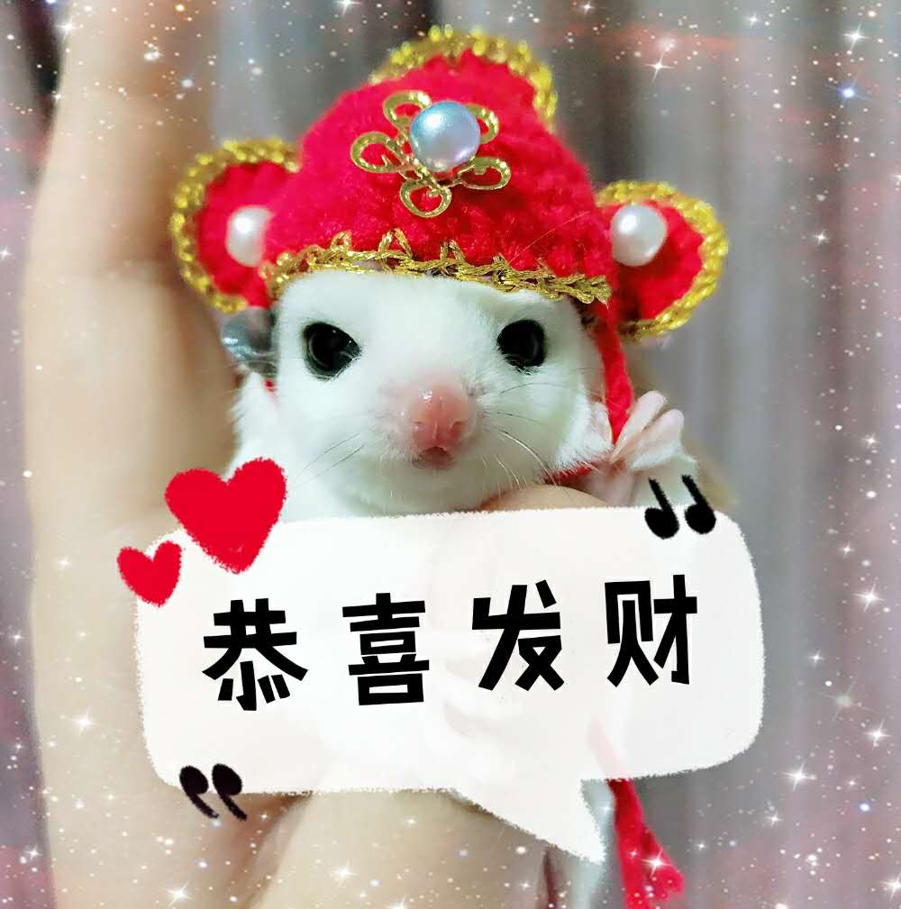 Shrew-sombrero para hámster tejido a mano, mini disfraz de animal bonito, sombrero de dibujos animados, ropa para mascotas: D