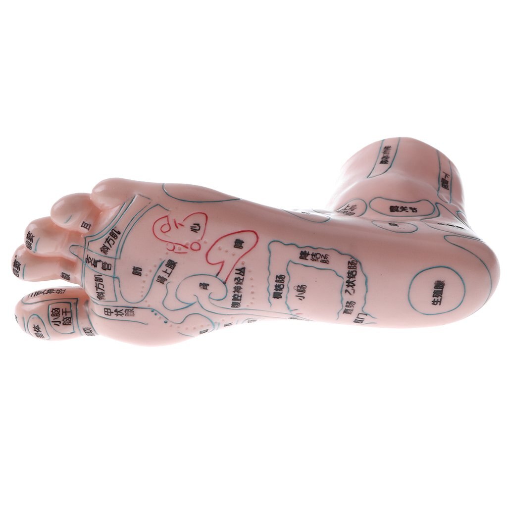 2pcs Human Foot Reflexology Acupuncture Model Massage Model with Acupoint for School Teaching Tool Learning Display Lab Supplies