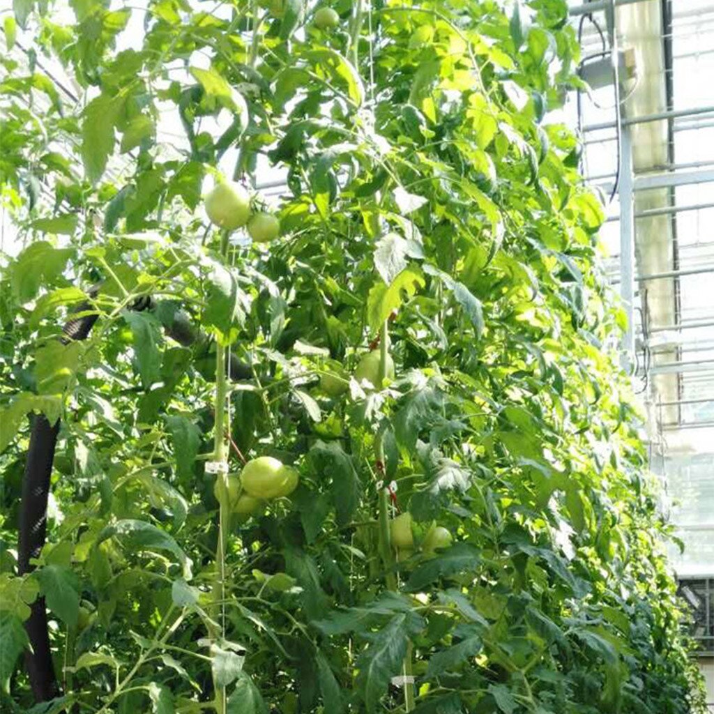 Plant Ondersteuning Tuin Tomaat Ondersteuning J Haak Tomaat Plant Houder Binder Groenten Klem Anti-Crush Haken Lengte Knijpen # t5P