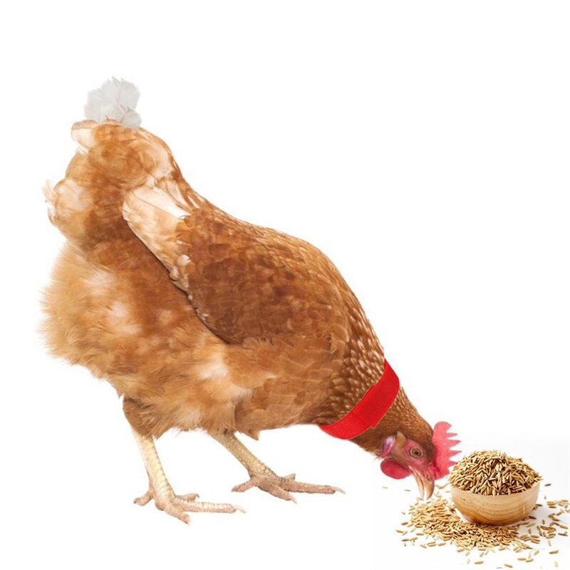 1 par galo colar anti-gancho galo pescoço anéis colar de frango livre de ruído anti-gancho neckband coleiras suprimentos para animais de estimação