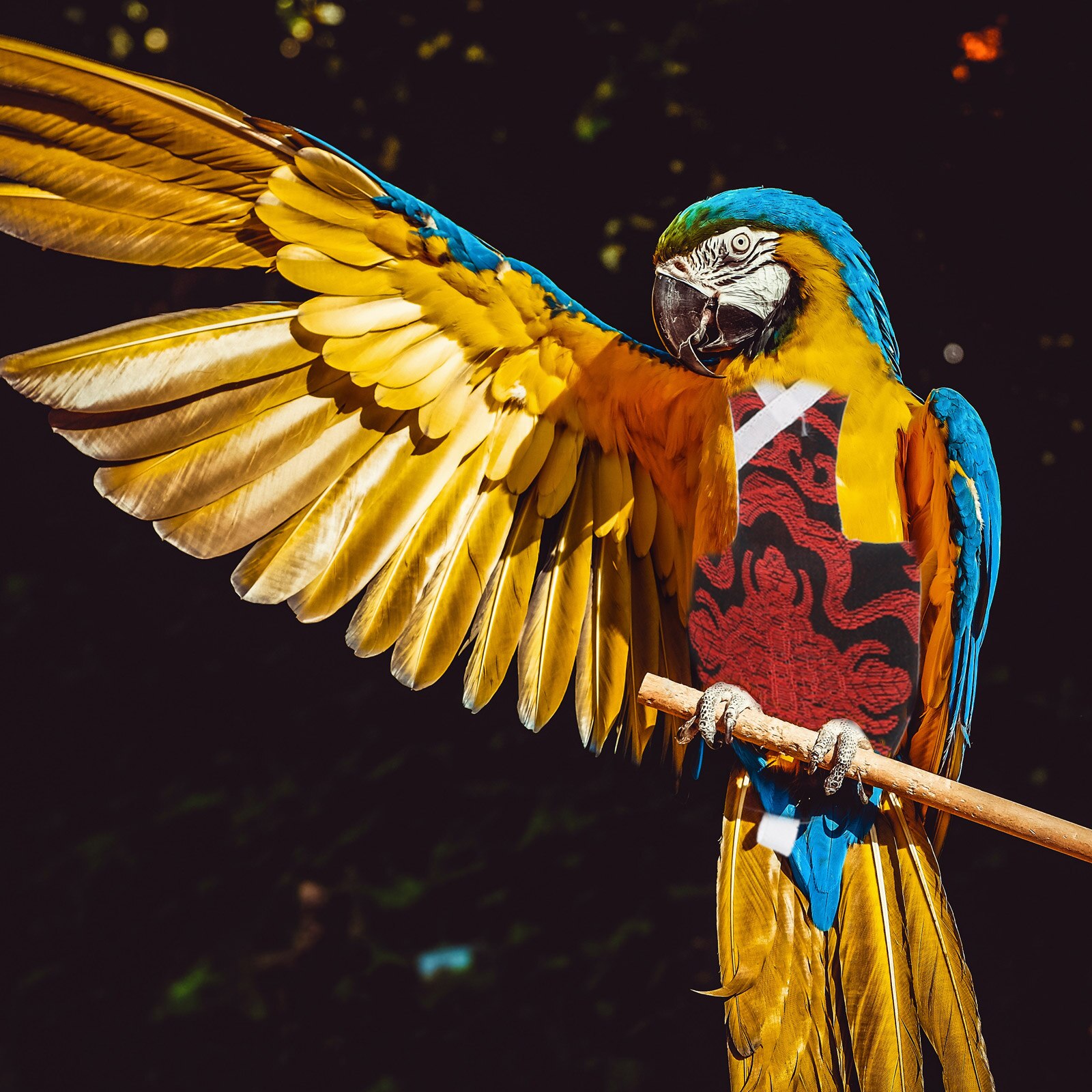 Huisdier Vogels Kledingstuk Parrot Katoen Luier Elastische Vogel Kleding Delicate Vogel Broek Voor Indoor