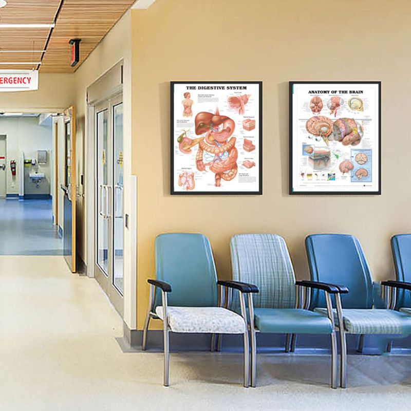 Muscular &amp; Skeletal System Anatomical Poster Set - Human Skeleton &amp; Muscle Anatomy - Single Sided19" x 27"